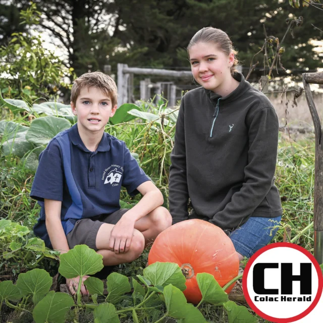 Multiflora Nursery is set to welcome a heap of huge pumpkins for its second annual giant pumpkin competition.

It’s a chance for locals to see just how big their prized possession can get, with a reward of the pumpkin’s journey coming full circle.

Colac’s Jai and Mia Stinchcombe have watched their Atlantic Giant pumpkin flourish in recent months, now weighing in at 7.4 kilograms.

#colacherald #pumpkincompetition