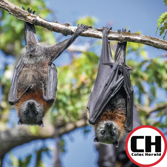 Colac Otway Shire Council is going to “let nature take its course” and allow a colony of bats to remain roosting in heritage trees in the Colac Botanic Gardens.

It comes after the council spent more than $300,000 over a period of four years unsuccessfully attempting to move the grey-headed flying foxes.

A council officer explained that the council had attempted to disperse and ‘nudge’ the bats from their current location near the playground but never managed to get them to the preferred spot along the northern side of the gardens.

#colacherald #colacbotanicgardens #colacotwayshirecouncil #greyheadedflyingfoxes